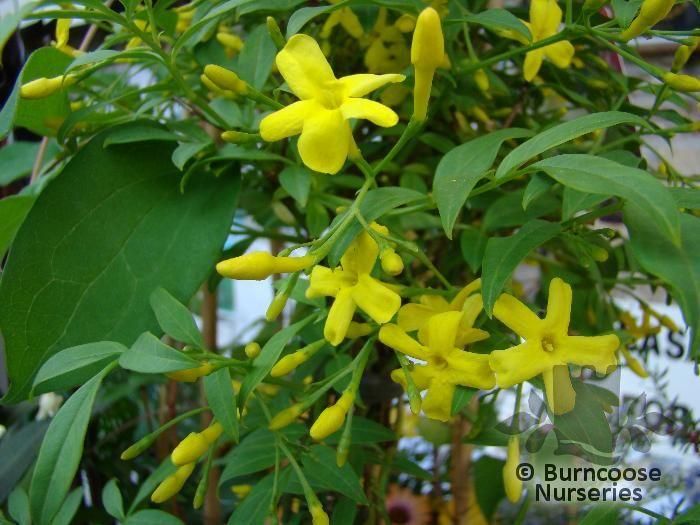 Jasminum humile